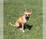 Small Photo #3 Labrador Retriever-Mountain Cur Mix Puppy For Sale in Royal Palm Beach, FL, USA