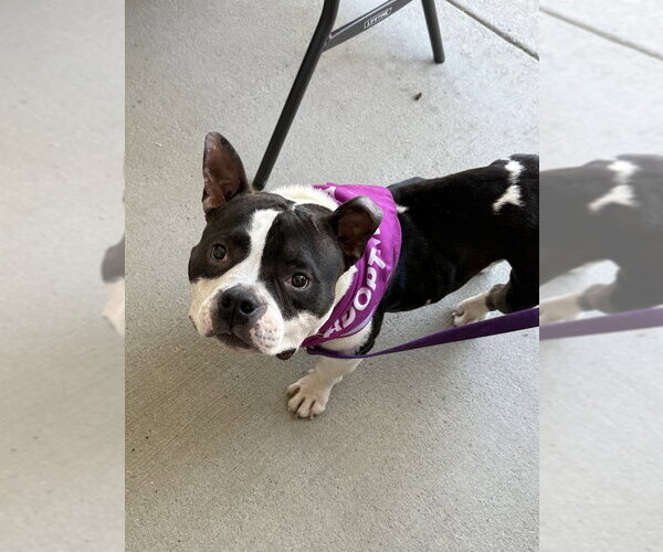 Medium Photo #7 Bulldog-Unknown Mix Puppy For Sale in Shermans Dale, PA, USA