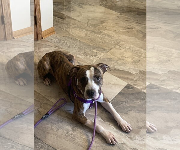 Medium Photo #9 Mutt Puppy For Sale in Crete, IL, USA