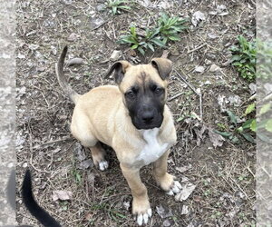 Mutt Dogs for adoption in Springdale, PA, USA