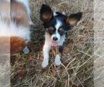 Small Photo #11 Papillon Puppy For Sale in OLA, AR, USA