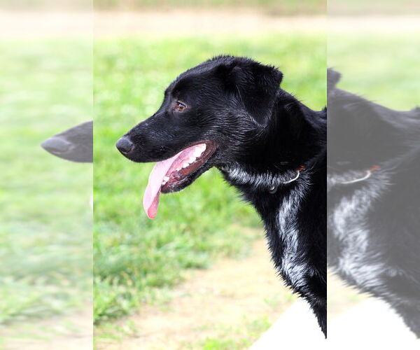 Medium Photo #2 Labrador Retriever Puppy For Sale in Evansville, IN, USA