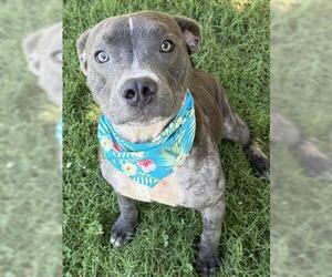American Pit Bull Terrier-Unknown Mix Dogs for adoption in Tulsa, OK, USA