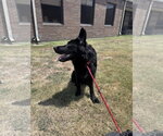 Small #1 Shepradors