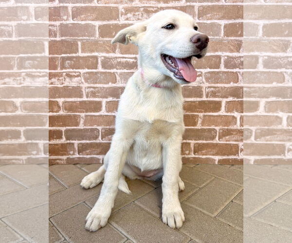 Medium Photo #1 Gerberian Shepsky Puppy For Sale in Corona, CA, USA