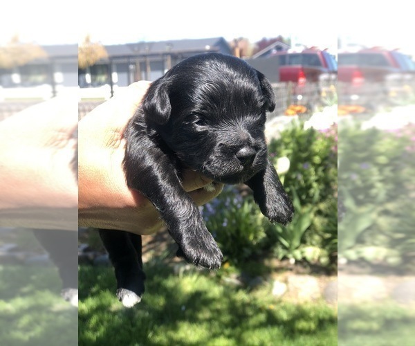 Medium Photo #1 Shorkie Tzu Puppy For Sale in CENTRAL POINT, OR, USA