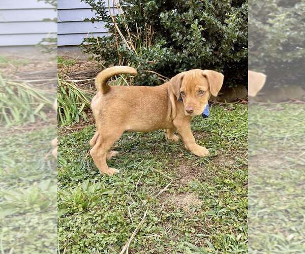 Medium Photo #14 American Pit Bull Terrier-Spaniel Mix Puppy For Sale in New York, NY, USA