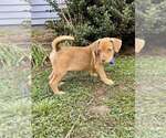 Small #13 American Pit Bull Terrier-Spaniel Mix