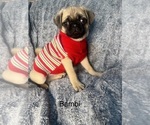 Small Photo #13 Pug Puppy For Sale in ARLINGTON, TX, USA