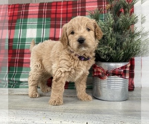 Goldendoodle Puppy for sale in STELLA, MO, USA