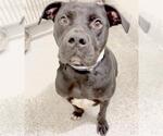 Small #1 American Pit Bull Terrier