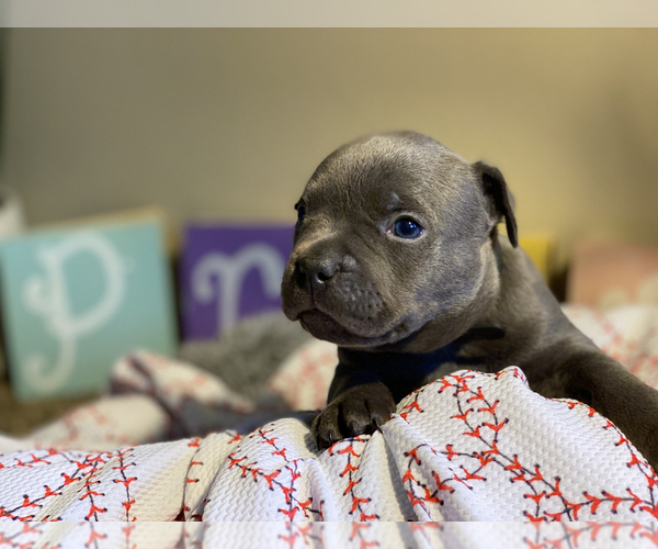 Medium Photo #5 American Bully Puppy For Sale in OVERLAND, KS, USA