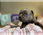 Small Photo #5 American Bully Puppy For Sale in OVERLAND, KS, USA