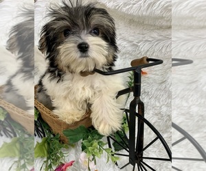 Morkie Puppy for sale in WINSLOW, AR, USA