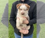 Small #1 German Shepherd Dog
