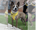 Small #5 American Staffordshire Terrier-Boxer Mix