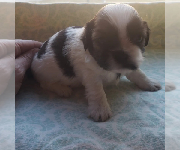 Medium Photo #1 Shih Tzu Puppy For Sale in AKRON, OH, USA