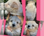 Small Photo #3 Schnauzer (Miniature) Puppy For Sale in PFLUGERVILLE, TX, USA