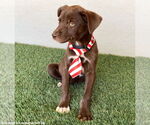 Small #2 Chocolate Labrador retriever Mix