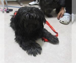 Shih Tzu Dogs for adoption in Derwood, MD, USA