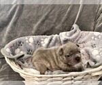 Puppy Anna French Bulldog