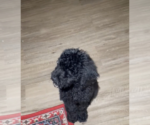 Poodle (Standard) Puppy for sale in CHARLOTTE, NC, USA