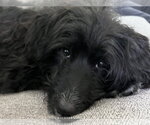 Small #3 Poodle (Standard) Mix