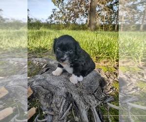Pembroke Welsh Corgi-Poodle (Toy) Mix Puppy for sale in LEBANON, MO, USA