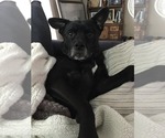 Small #54 Labrador Retriever Mix