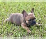 Small Photo #4 French Bulldog Puppy For Sale in SEBRING, FL, USA