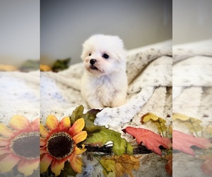 Maltese Puppy for Sale in CROSSVILLE, Tennessee USA