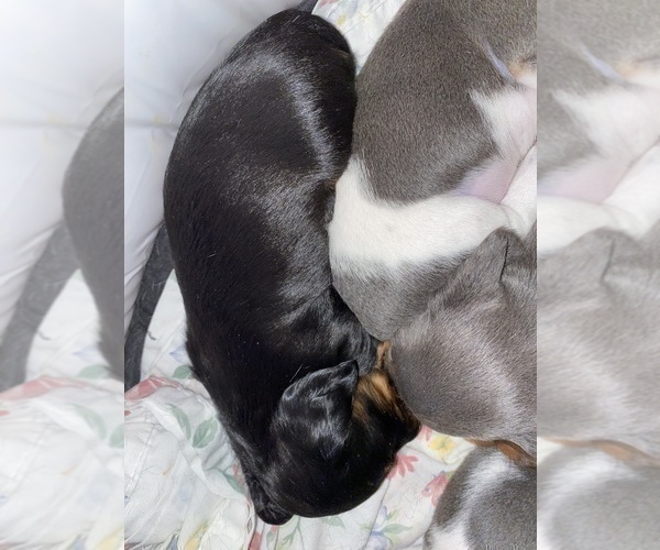 Medium Photo #9 Dachshund Puppy For Sale in LUBBOCK, TX, USA