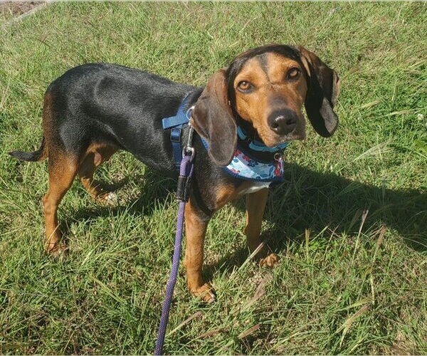 Medium Photo #1 Black and Tan Coonhound Puppy For Sale in Westminster, MD, USA