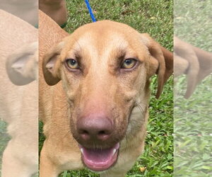 German Shepherd Dog-Unknown Mix Dogs for adoption in Canton, CT, USA