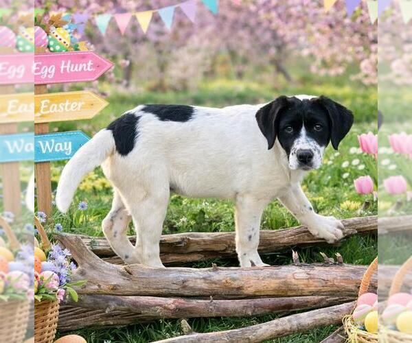 Medium Photo #3 Borador Puppy For Sale in Yardley, PA, USA