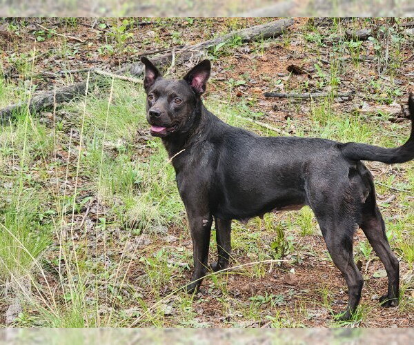 Medium Photo #3 Australian Kelpie-Unknown Mix Puppy For Sale in Chandler, AZ, USA