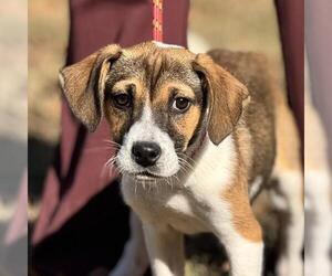 Australian Shepherd-Unknown Mix Dogs for adoption in Yardley, PA, USA