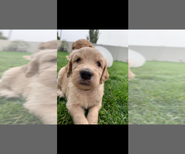 Medium Photo #44 Goldendoodle Puppy For Sale in RATHDRUM, ID, USA