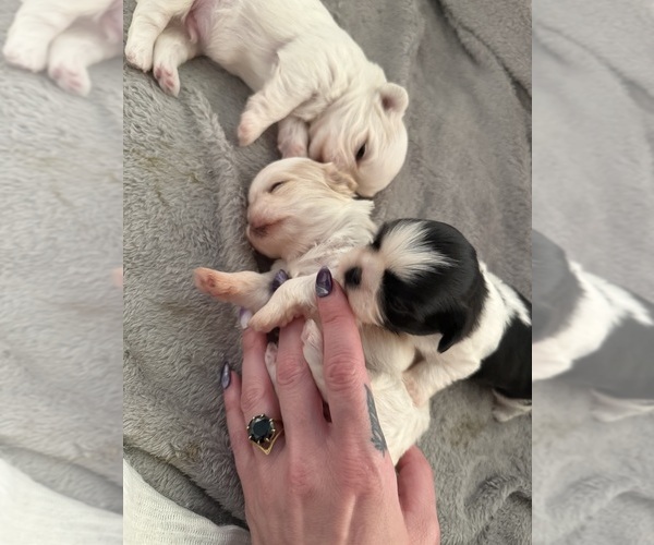 Medium Photo #4 Shih Tzu Puppy For Sale in HARRISBURG, PA, USA