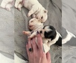 Small #3 Shih Tzu