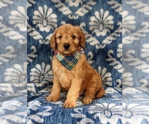 Goldendoodle (Miniature) Puppy for sale in DELTA, PA, USA