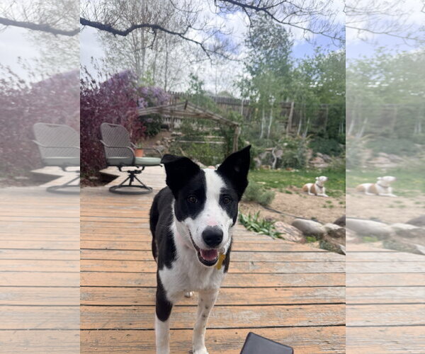 Medium Photo #7 Border Collie Puppy For Sale in Sandy, UT, USA