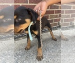 Small Photo #12 Rottweiler Puppy For Sale in DETROIT, MI, USA