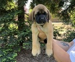 Small Photo #2 Mastiff Puppy For Sale in ATWATER, CA, USA