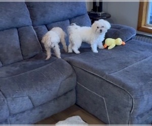 Maltese Puppy for sale in FENTON, MI, USA