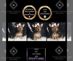 Yorkshire Terrier Puppy for sale in WARSAW, IN, USA