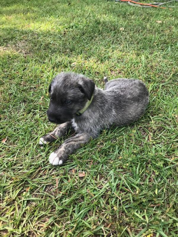 Medium Photo #1 Irish Wolfhound Puppy For Sale in SYLVESTER, GA, USA