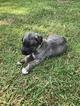 Small Photo #1 Irish Wolfhound Puppy For Sale in SYLVESTER, GA, USA