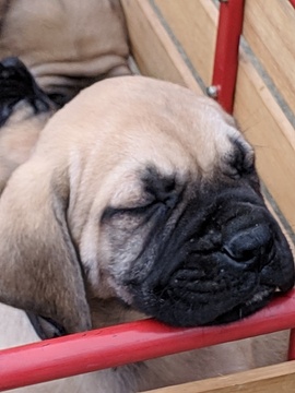 Medium Photo #1 Mastiff Puppy For Sale in MBORO, TN, USA