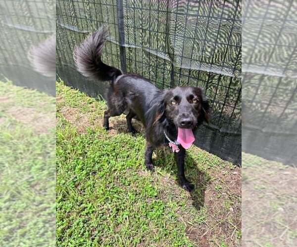 Medium Photo #3 Mutt Puppy For Sale in Abbeville, LA, USA